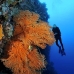 fan_sea_kbraw_v_0003_sul0735.jpg